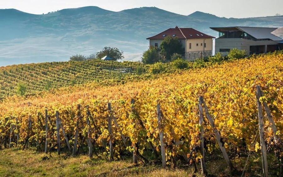 From Bucharest: Exclusive Dealu Mare Wine Tasting Tour - Key Things I Think You’ll Enjoy Most