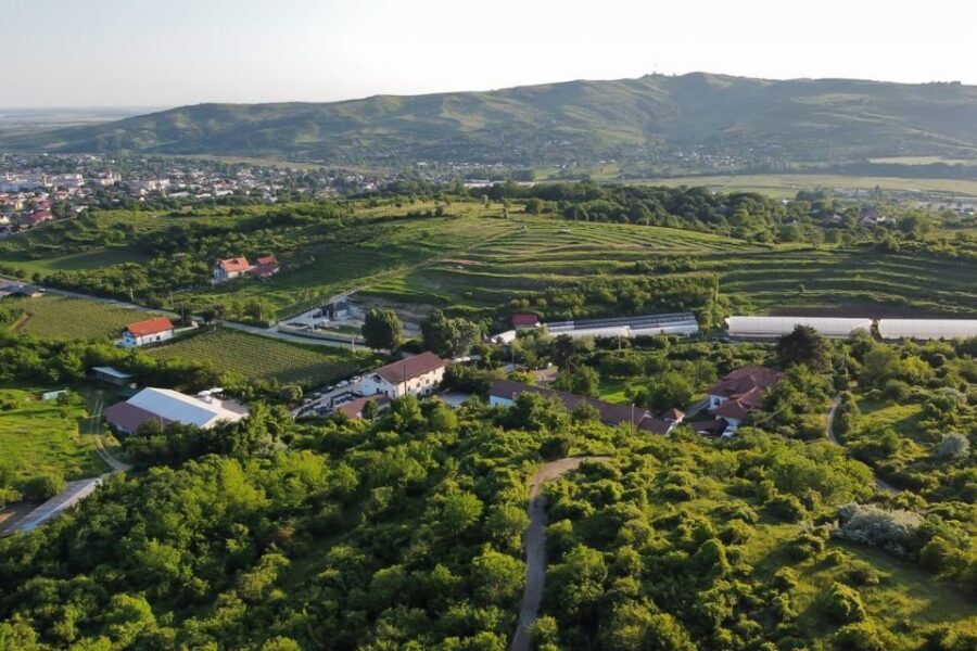 From Bucharest: Exclusive Dealu Mare Wine Tasting Tour - The 10-Hour Schedule: Comfort, Pacing, and What to Expect