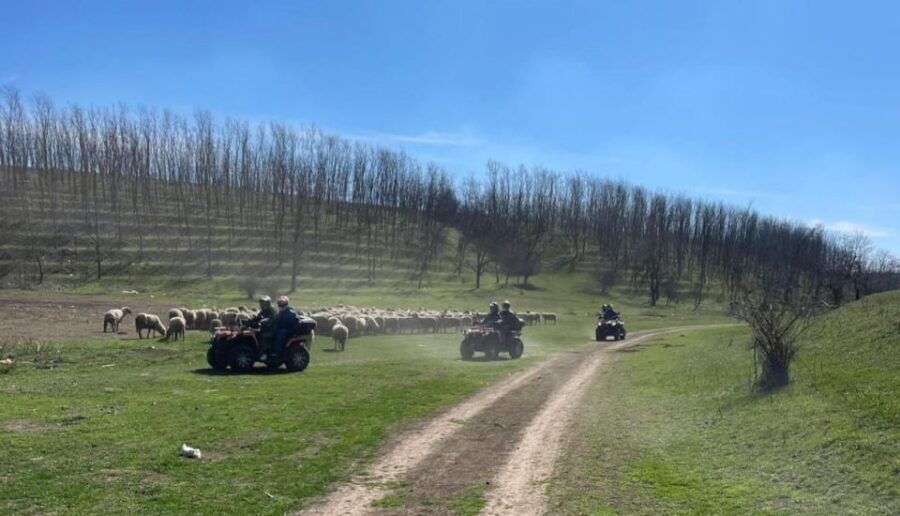 From Bucharest: Forest and Hills ATV Quad Bike Tour - Your quad setup: shared driving vs individual driving (extra cost)