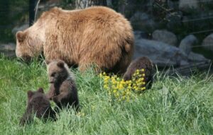 From Bucharest: Libearty Bear Sanctuary and Dracula's Castle - Libearty Bear Sanctuary in Zărnești: Ethical Viewing in a Real Forest Setting