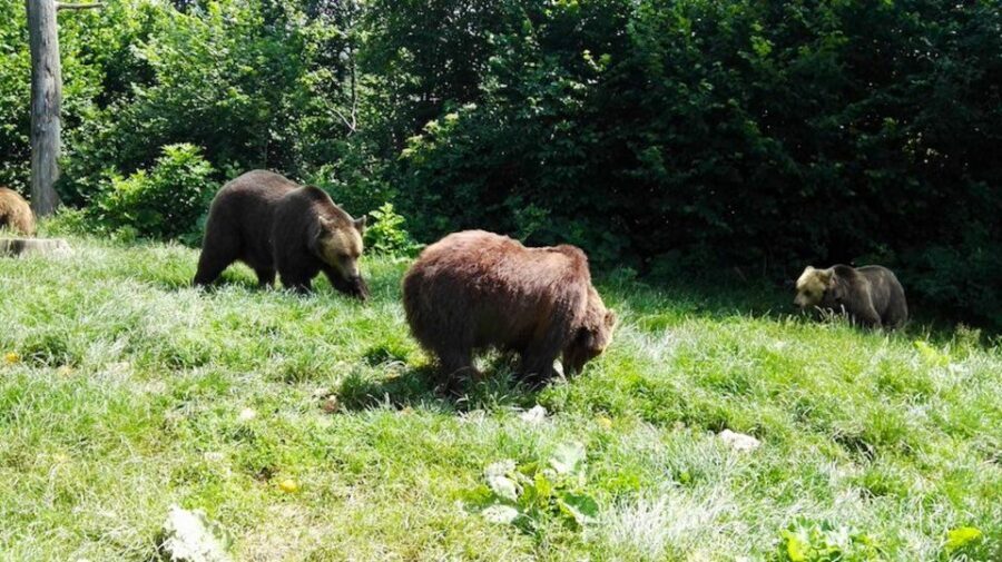 From Bucharest: Libearty Bear Sanctuary and Dracula's Castle - The Carpathian Ride: Use the Window Time for Scenery and Prep