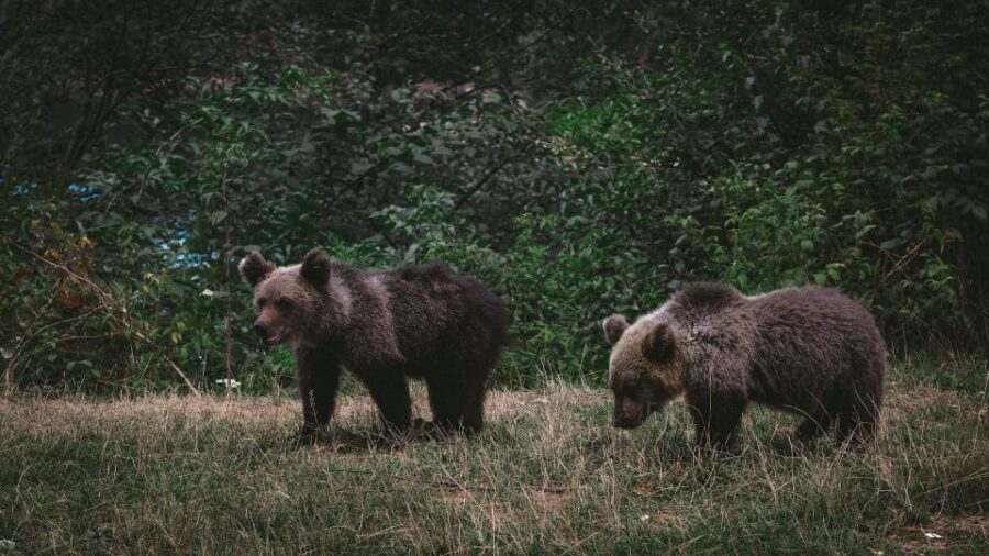 From Bucharest: Libearty Bear Sanctuary and Dracula's Castle - Bran Castle: From Teutonic Fortress to Dracula Legend
