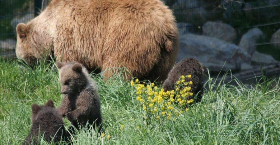 From Bucharest: Libearty Bear Sanctuary and Dracula's Castle - Price and Value: Is $159 Worth a Full Day Across Transylvania?