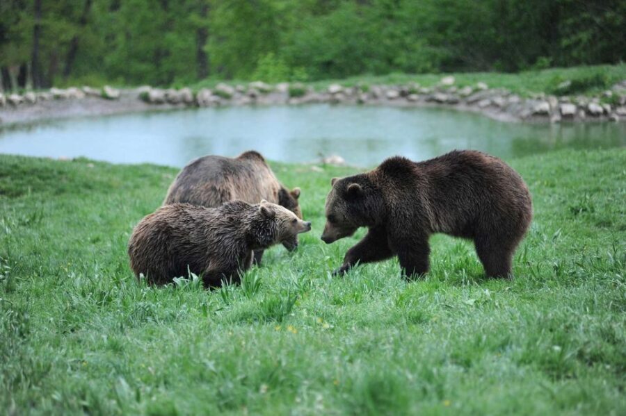 From Bucharest: Libearty Bear Sanctuary and Dracula's Castle - Comfort, Walking, and Who Should Book This One
