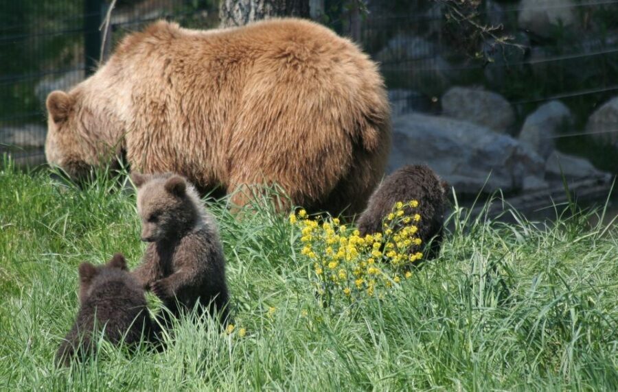 From Bucharest: Libearty Bear Sanctuary and Dracula's Castle - Libearty Bear Sanctuary in Zărnești: Ethical Viewing in a Real Forest Setting