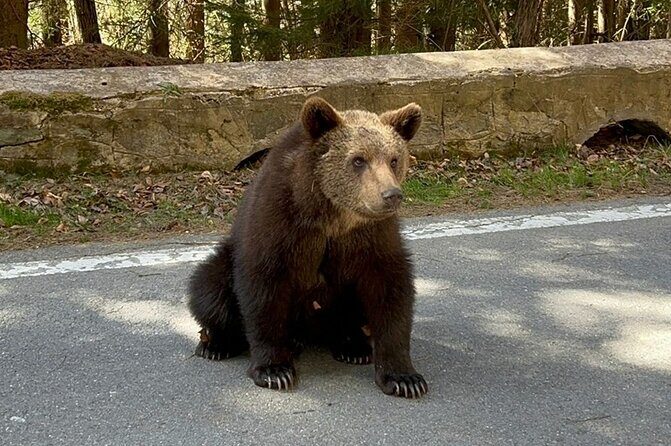 Hike to Poenari Fortress, Vidraru Dam, Argeș Monastery - Private - The Drive Through the Carpathians (and Wildlife Moments)