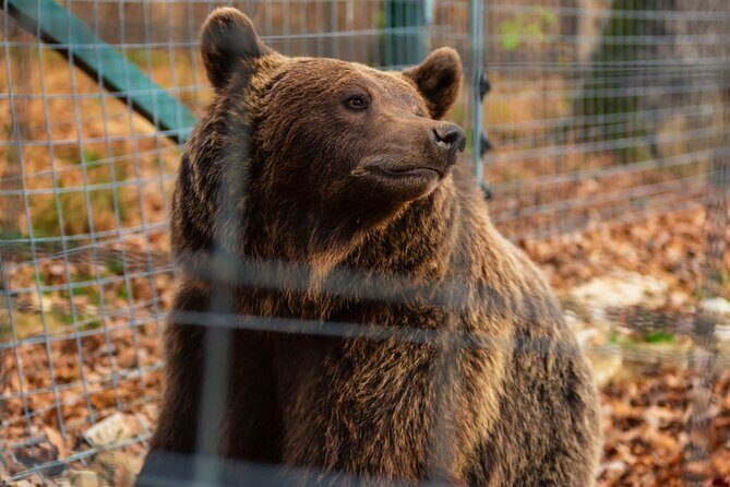 Legends&Wildlife Awaits: Dracula's Castle & Bear Sanctuary - Price and What You’re Actually Paying For at $224.76