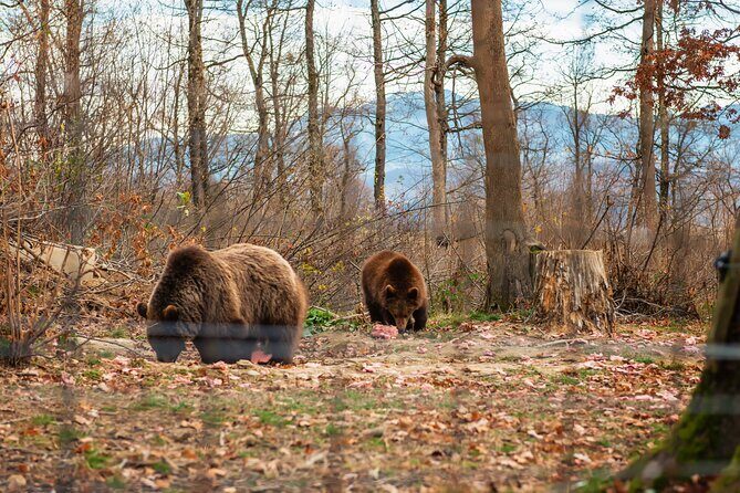 Legends&Wildlife Awaits: Dracula's Castle & Bear Sanctuary - Who This Tour Suits Best