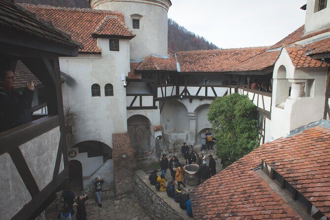 Legends&Wildlife Awaits: Dracula's Castle & Bear Sanctuary - Libearty Bear Sanctuary Zărnești: Brown Bears in 69 Hectares of Space