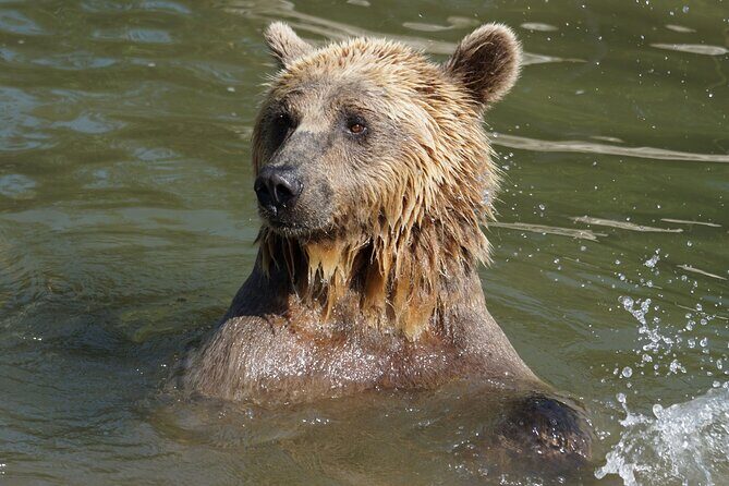 Libearty Bear Sanctuary and Dracula's Castle - Day Tour from Bucharest - Libearty Bear Sanctuary Zărnești: ethical viewing in a 69-hectare forest