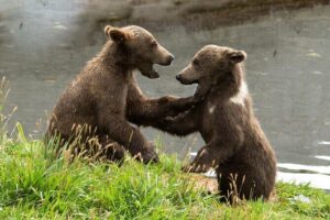 Libearty Bear Sanctuary and Dracula's Castle - Day Tour from Bucharest - How the bears visit works in practice (and what to expect)