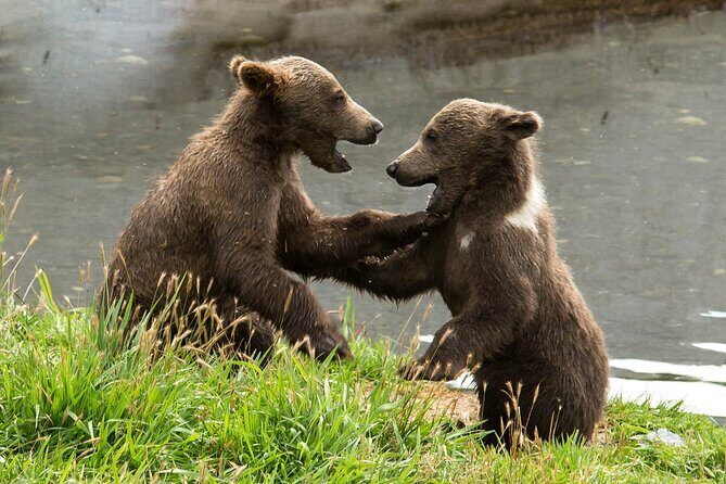 Libearty Bear Sanctuary and Dracula's Castle - Day Tour from Bucharest - How the bears visit works in practice (and what to expect)