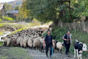 Peles castle and authentic Romanian village experience - day trip - University Square and the Palace of Parliament: big scale, quick context