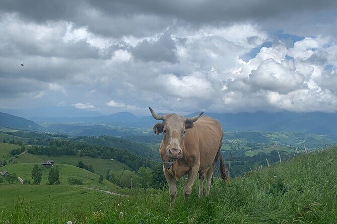 Peles castle and authentic Romanian village experience - day trip - Horse-drawn cart to 1000 meters: bumpy, safe, and worth the effort