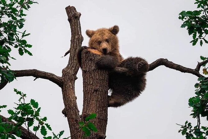 Private 4-Day Tour in Transylvania including Transfagarasan Road from Bucharest - Zărnești Bear Sanctuary: 69 hectares of forest and around 100 bears