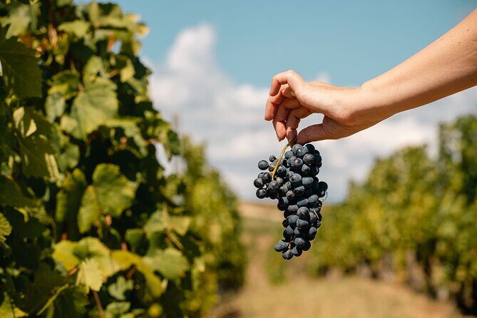Private Tasting Expedition Along Romania’s Most Famous Wine Route - Price and value: is USD 325.80 per person fair?
