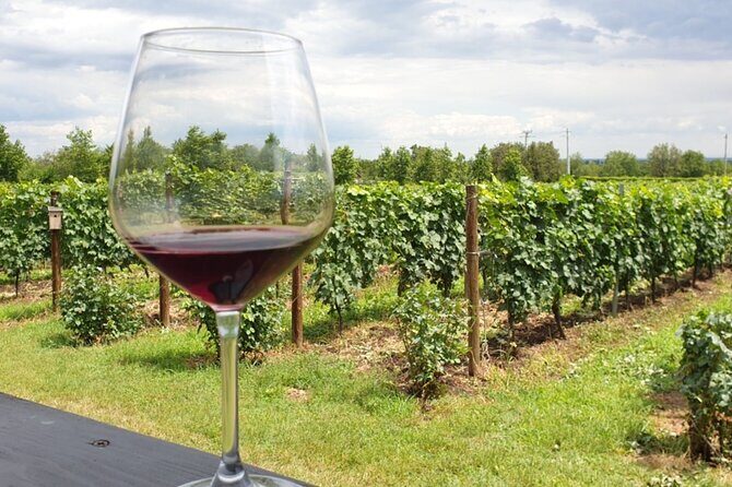 Private Wine Tasting in Cellar and the Winemaking process - Should You Book This Private Wine Tasting Tour From Bucharest?