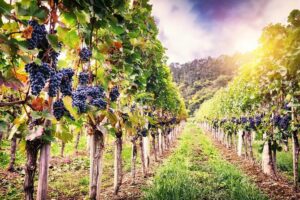 Romanian Wine Tasting - LacertA Winery Stop: Production Process Meets Real Tastings