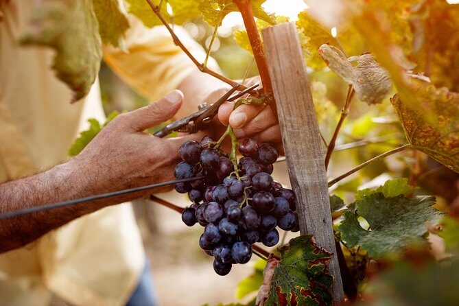 Romanian Wine Tasting - Who This Tour Suits Best (and Who Might Skip It)
