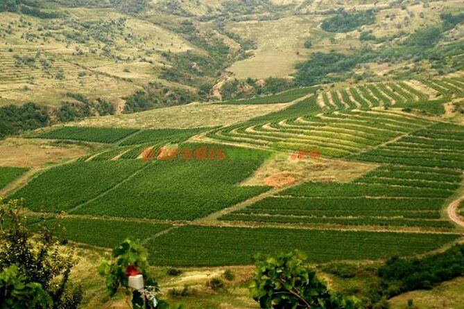 Salt Mine , Lunch at Winery & Dracula Grave - Private Tour - Casa Seciu winery stop: Romanian dishes with a hilltop viewpoint