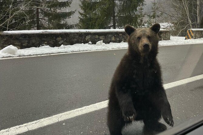 Small group max 7, Transfăgărășan the Top Gear Road - Bears Are Possible on the Mountain Roads (How to Think About It)