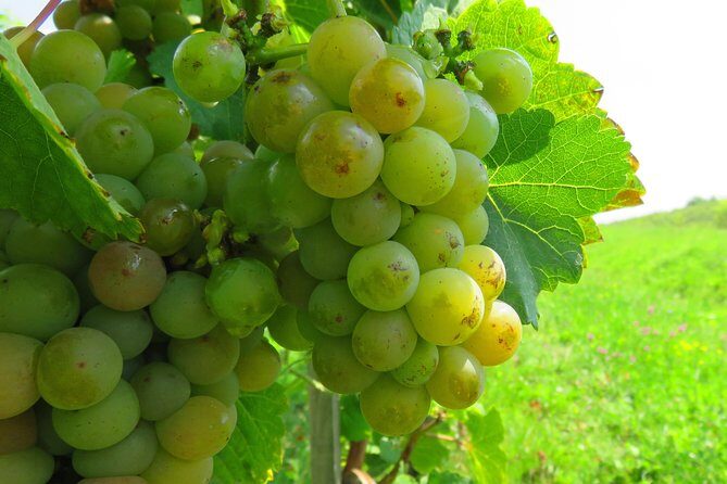 The wine route by bike - What’s included: water, snacks, photos, and the pacing that keeps it fun