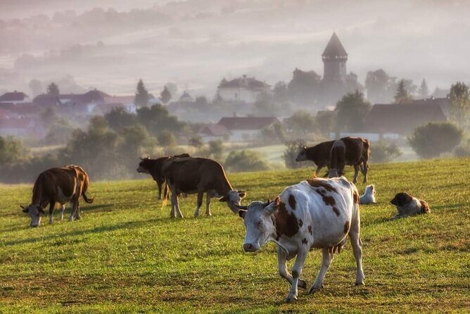 Transfer Bucharest -Brasov with Targoviste and Bran Castle visits - Should you book this tour or DIY it?