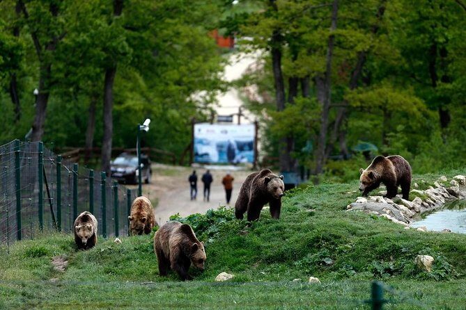 Transylvania with Dracula Castle, Bear Sanctuary and Brasov - Hotel pickup and the small-group rhythm that keeps you sane
