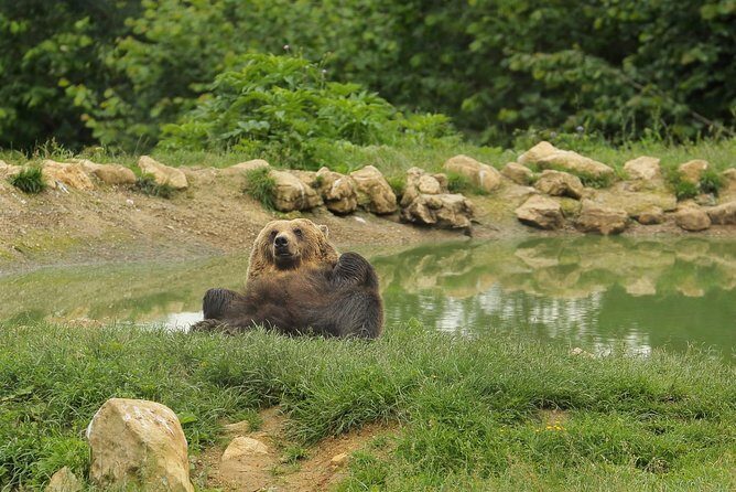 Transylvania with Dracula Castle, Bear Sanctuary and Brasov - Aventura Parc and ropes courses: worth checking for your exact departure